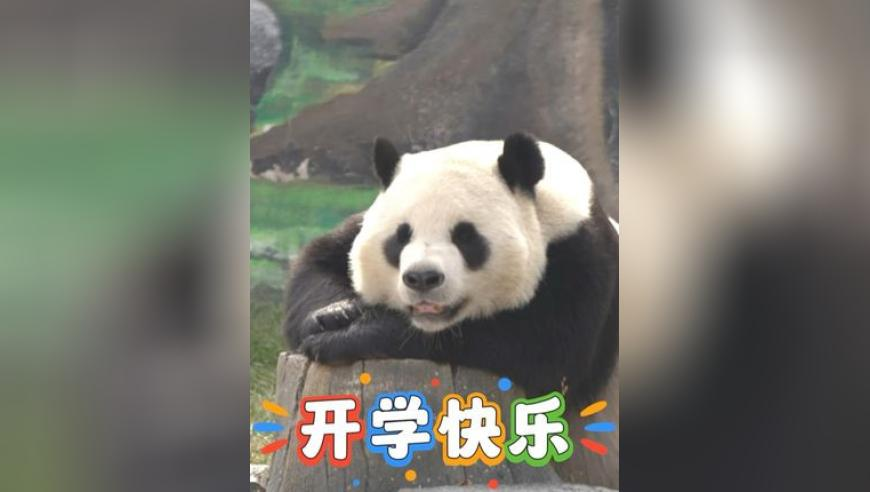2025年澳门天天彩资料大全,周翊然素颜直播,重点解答解释落实_标配版V12.100